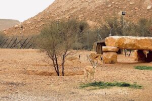 Edge of The World & Deer Reserve Off-road 4x4 Car Tour in Riyadh - The 4x4 Ride: Safety, Comfort, and Real Off-Road Driving