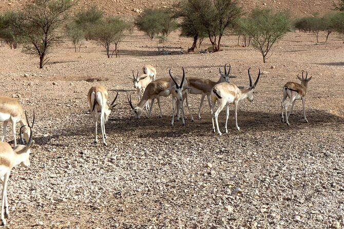 Edge of The World & Deer Reserve Off-road 4x4 Car Tour in Riyadh - Who This Tour Suits Best (and Who Should Skip It)