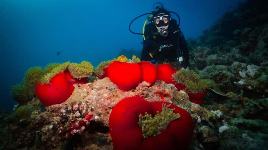 From Jeddah: Boat Trip and Diving for Certified Divers - Price and value for two boat dives from Jeddah