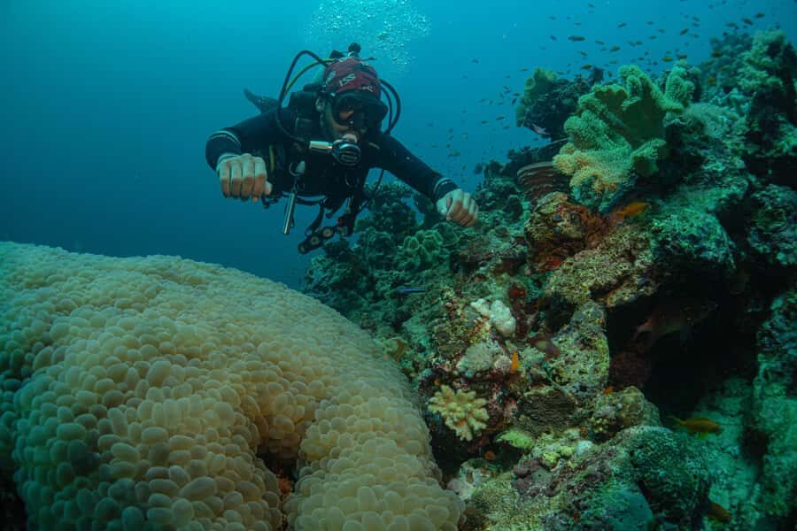 From Jeddah: Boat Trip and Diving for Certified Divers - Dive block two: second hour, different site feel