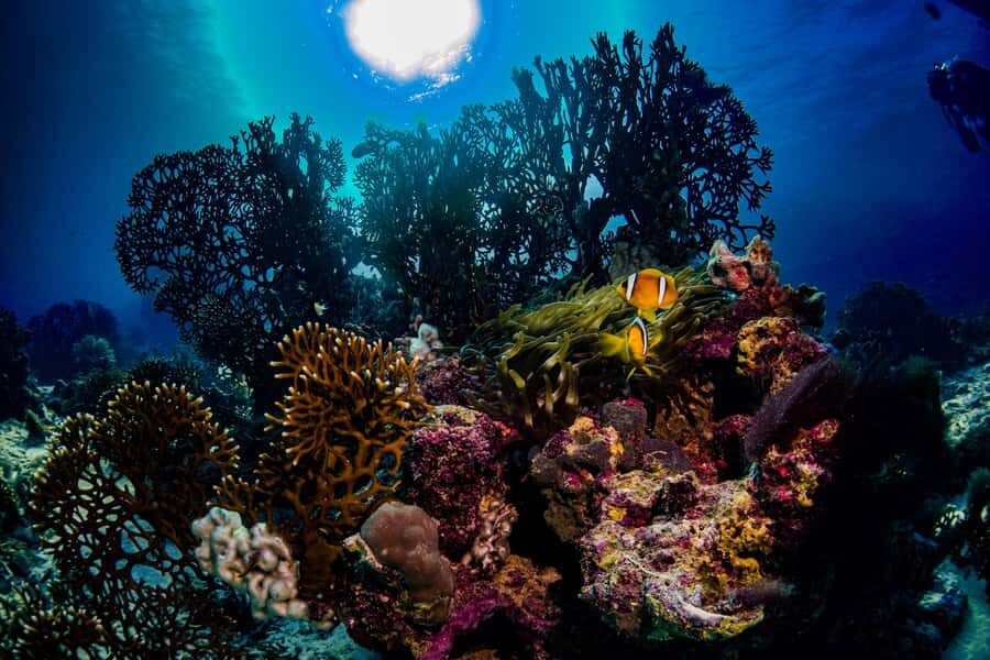 From Jeddah: Boat Trip and Diving for Certified Divers - The logbook rule: when you’ll snorkel instead of scuba