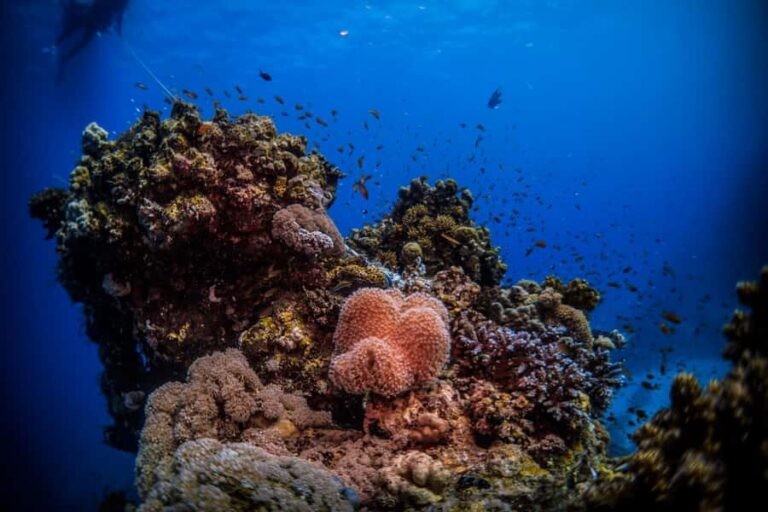From Jeddah: Boat Trip and Diving for Certified Divers - The meeting point: Al-Haddad Scuba and how the day flows