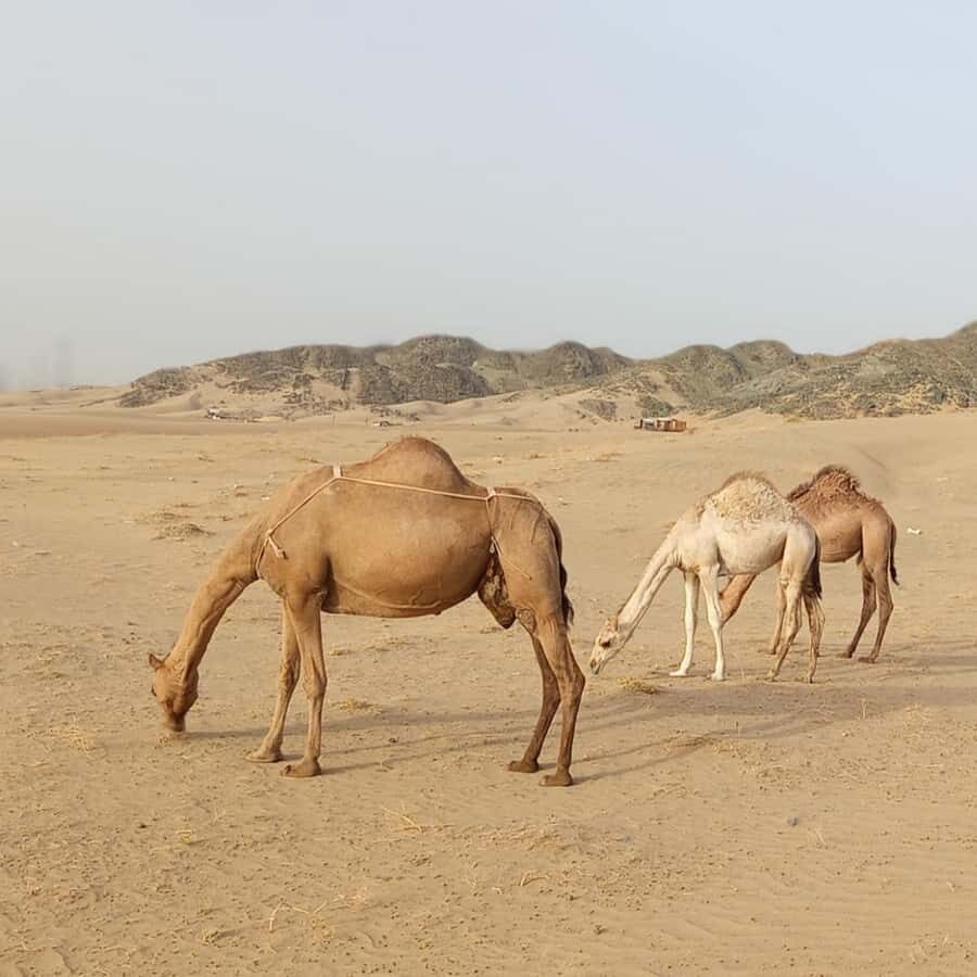 Jeddah Desert Safari: Quad Biking, Camel Farm & Sunset Views - Camel Farm Visit: Photos and a Closer Look