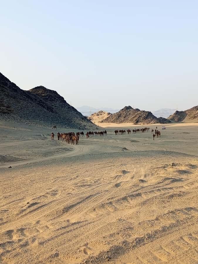 Jeddah Desert Safari: Quad Biking, Camel Farm & Sunset Views - Who This Safari Fits Best (And Who Might Skip It)