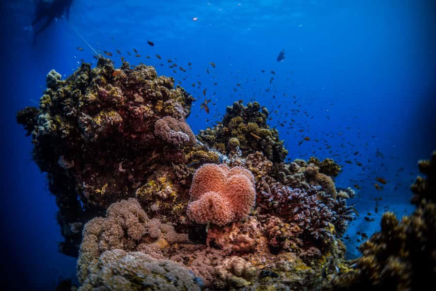 Jeddah: Guided Snorkeling Trip with Snacks and Drinks - Instructor Help That Actually Matters: Safety, Comfort, and Beginner-Friendly Pace