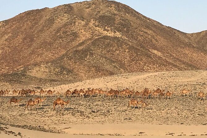 Private Morning Desert Safari with Quad Bike Tours Jeddah - Camel farm stop: a short encounter, not a full program