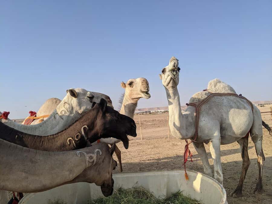 Riyadh: Edge of the World Private Guided Tour with dinner - Key things you’ll notice on this tour