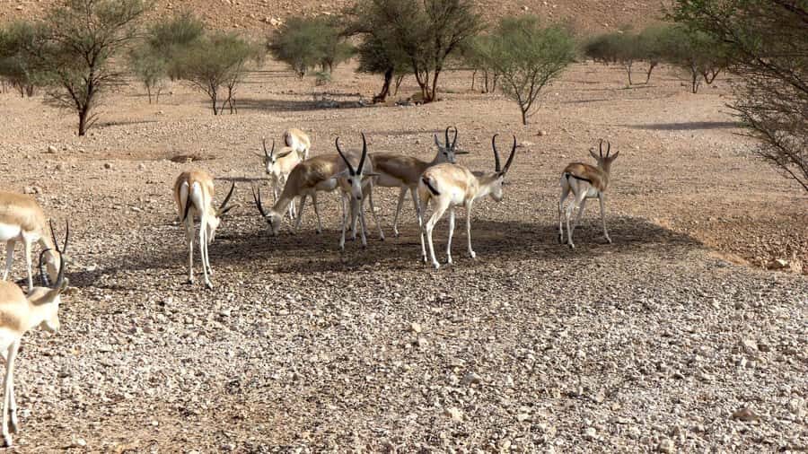 Riyadh Sunset Edge of the World & Deer Reserve 4WD Adventure - Why Edge of the World Hits Hard at Sunset
