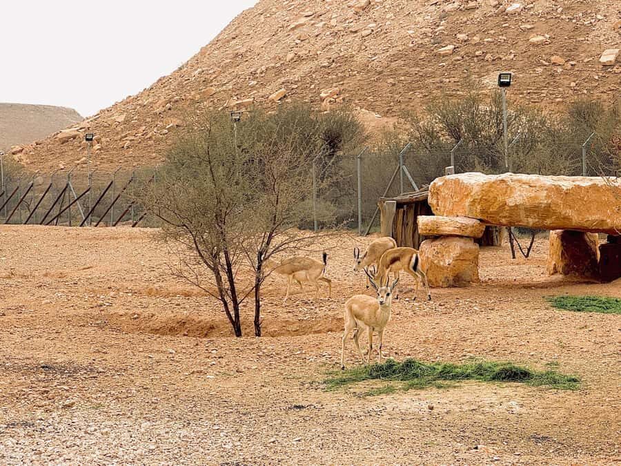 Riyadh Sunset Edge of the World & Deer Reserve 4WD Adventure - Practical Tips Before You Go (So You Enjoy It More)